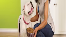 Limited Ingredient Dog Food: Soothe Allergies & Sensitivities