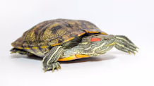 Red-Eared Slider Habitat: Easy Setup for a Healthy, Happy Turtle