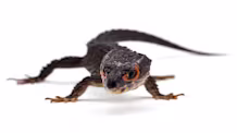 Ultimate Red-Eyed Crocodile Skink Care Guide: Habitat, Food & Health