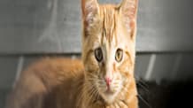 7 Signs of a Healthy Cat: What Every Pet Parent Needs to Know