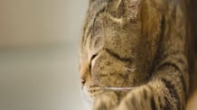 What Your Cat's Skin & Coat Say About Their Health: Spot Issues
