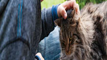 Beat the Heat: DIY Frozen Cat Treats for a Cool & Hydrated Kitty