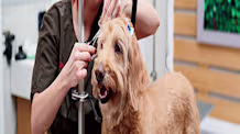 Safely Remove Matted Dog Fur: Essential Tips for Pet Parents