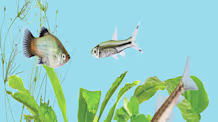 Feeding Freshwater Fish: Ultimate Guide for a Thriving Aquarium