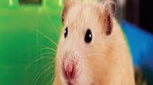 Ultimate Hamster Care: 25 Essential Facts for a Healthy, Happy Pet