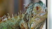 Is Your Pet Iguana Healthy? 5 Vital Signs Owners Must Recognize