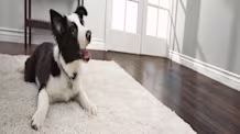New Dog Owner? Essential Tips from Experienced Pet Parents