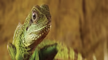 Don't Let Reptiles Freeze! Power Outage Warmth & Safety Tips