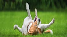 Pet Fungal Infections: Symptoms & Fluconazole Treatment Guide