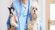 Selamectin for Dogs & Cats: Stop Fleas, Ticks & Heartworms