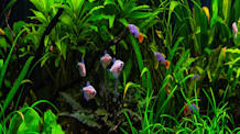 Thriving Aquarium: Build a Self-Sustaining, Low-Maintenance Tank