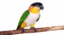 Small Hookbill Parrot Care: Food, Habitat, Health & Behavior Tips