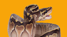 Snake Gaping: Why Your Pet Does It, Is It Serious? Vet Advice