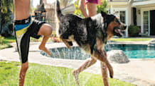 Prevent Heatstroke: Keep Your Dog Cool & Hydrated This Summer