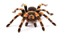 Master Pet Tarantula Care: Habitat, Food, & Health Secrets Revealed