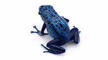 Master Terrestrial Frog Care: Habitat, Diet & Health Secrets