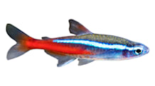 Complete Tetra Care: Tank Setup, Food, & Compatibility Tips