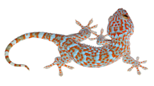Tokay Gecko Care: Food, Habitat & Health for Experienced Owners
