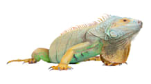Green Iguana Care: The Ultimate Guide to Food, Habitat & Health