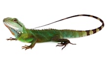 Ultimate Tropical Lizard Care: Habitat, Food & Health for a Happy Pet