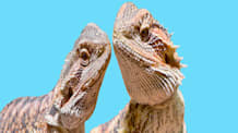 How to Tell Your Bearded Dragon's Gender: Male vs. Female Guide