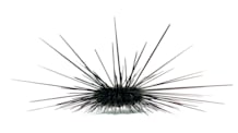 How to Care for Sea Urchins: Tank Setup, Feeding, & Compatibility Tips