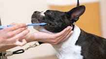 How to Brush a Dog’s Teeth (Successfully)