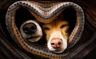 Why Dogs are Afraid of Thunderstorms & How to Help