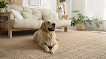 How to Keep Your Dog Off the Couch