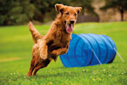 Dog Agility Training: How to Start Safely & Have Fun with Your Dog