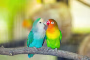 Petco Pet Education Center