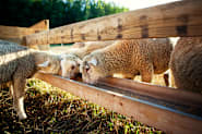 Petco Pet Education Center