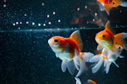 Petco Pet Education Center