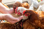 Petco Pet Education Center