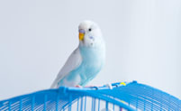 Petco Pet Education Center