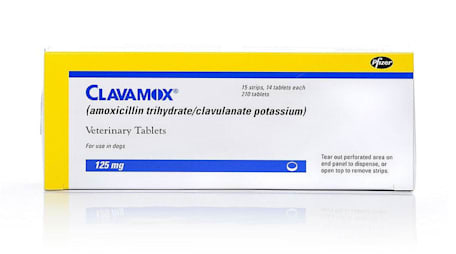 clavamox-dog-cat-antibiotic-for-skin-uti-dental-infections-petco