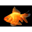 Red Ryukin Goldfish