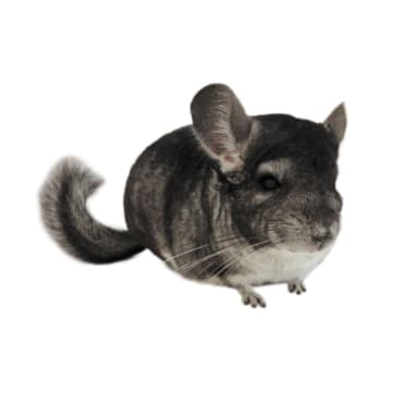 Chinchilla (Chinchilla lanigera) | Petco