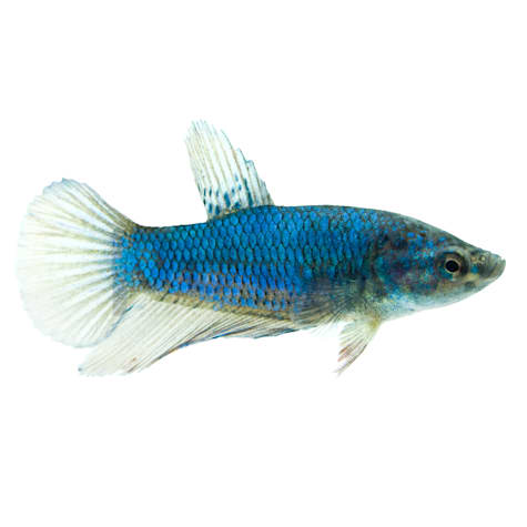 Female Halfmoon Betta