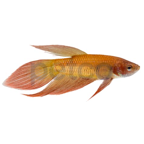 Male Betta
