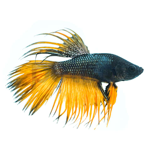 Male Crowntail Betta