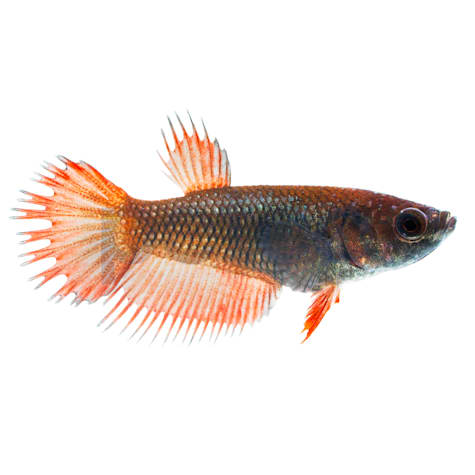 Female Crowntail Betta