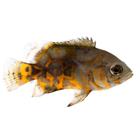 Black Tiger Oscar Cichlid
