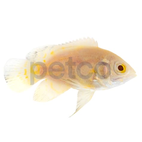 Albino Tiger Oscar Cichlid