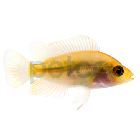 Red Devil Cichlid