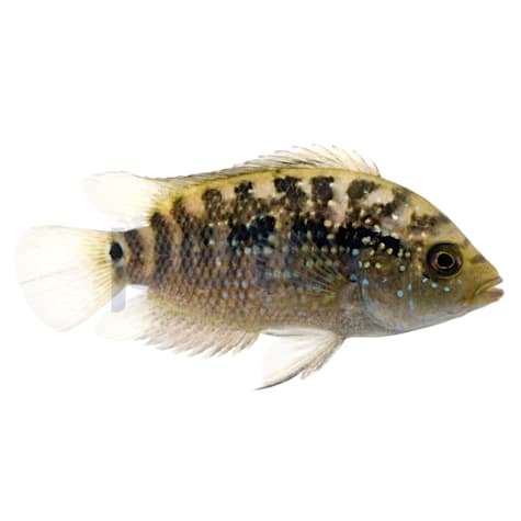 Jack Dempsey Cichlid