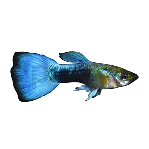 Male Blue Neon Guppy