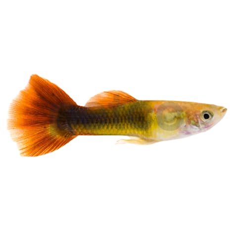 Male Red Blonde Guppy