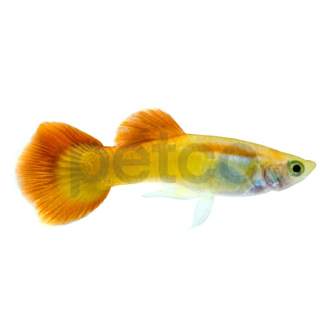 Male Sunrise Guppy