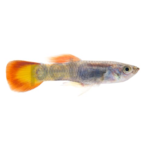 Male Yellow Guppy